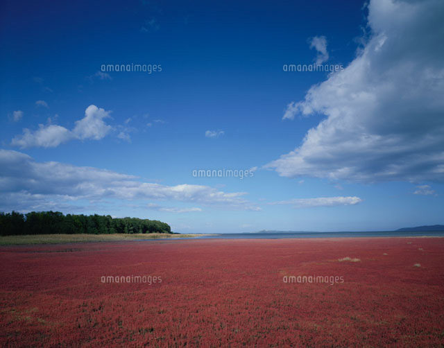 能取湖の一面のサンゴ草 北海道
(c)KENICHI MINORUDA/SEBUN PHOTO