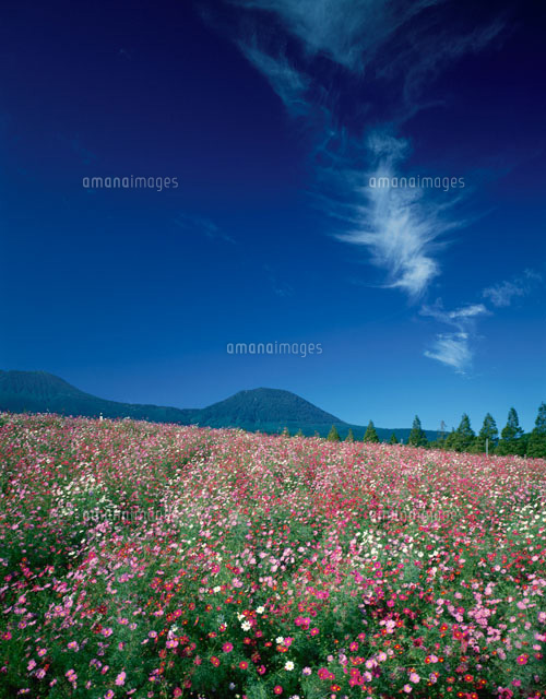 コスモス 生駒高原にて 宮崎県
(c)KENICHI MINORUDA/SEBUN PHOTO