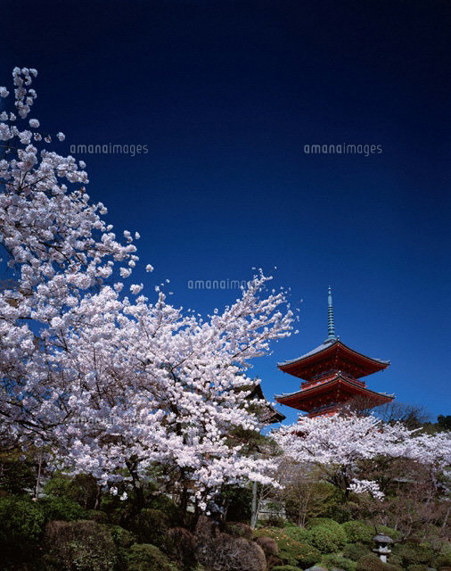 桜と清水寺 京都
(c)KENICHI MINORUDA/SEBUN PHOTO