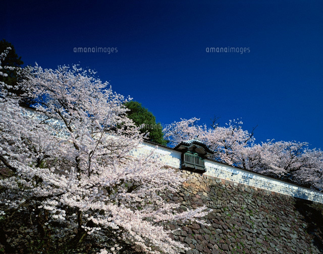 桜の金沢城跡 石川県
(c)KENICHI MINORUDA/SEBUN PHOTO