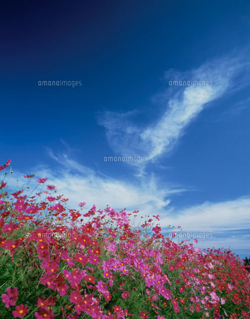コスモス畑と青空 生駒高原 宮崎県
(c)KENICHI MINORUDA/SEBUN PHOTO