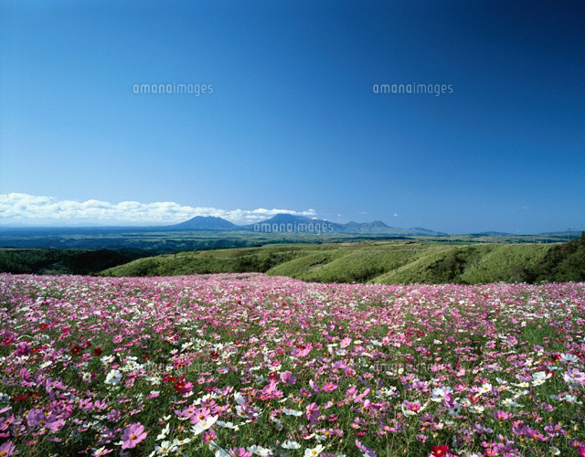 阿蘇山とコスモス 熊本県
(c)KENICHI MINORUDA/SEBUN PHOTO