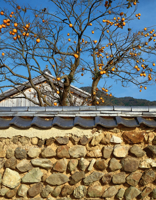 柿と民家 和歌山県
(c)KENICHI MINORUDA/SEBUN PHOTO