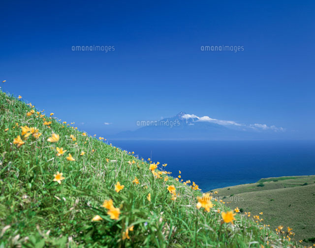 礼文島のエゾカンゾウの花と遠くに霞む利尻島 礼文町 北海道
(c)KENICHI MINORUDA/SEBUN PHOTO