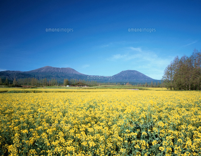 生駒高原の菜の花畑 宮崎県
(c)KENICHI MINORUDA/SEBUN PHOTO