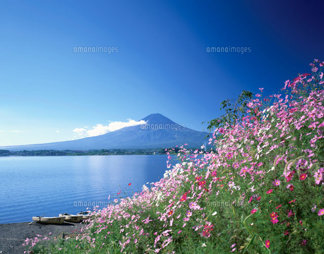 コスモス畑から見える河口湖と富士山 山梨県
(c)KENICHI MINORUDA/SEBUN PHOTO