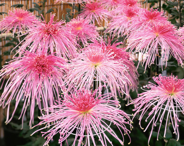 菊
(c)KENICHI MINORUDA/SEBUN PHOTO