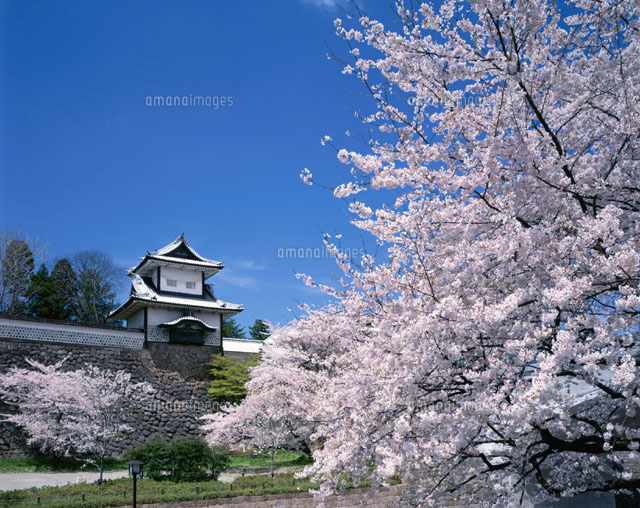 桜の金沢城跡 金沢市 石川県
(c)KENICHI MINORUDA/SEBUN PHOTO