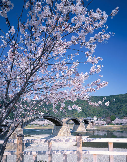 桜の錦帯橋 岩国市 山口県
(c)KENICHI MINORUDA/SEBUN PHOTO