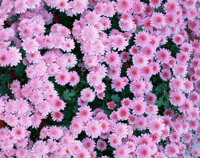 花畑(菊) 河口湖町 山梨県
(c)KENICHI MINORUDA/SEBUN PHOTO