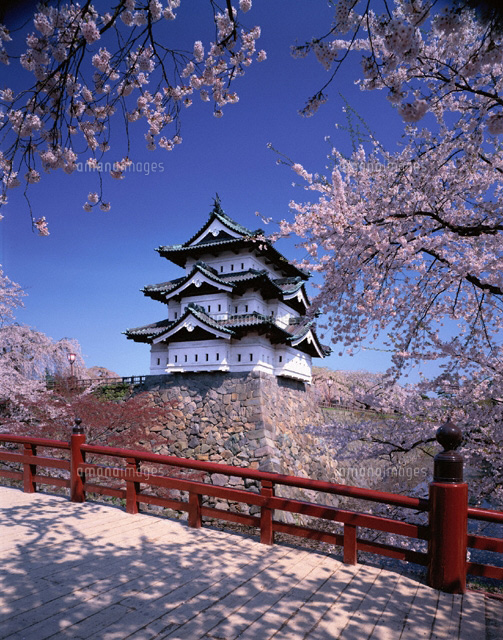 桜の弘前城跡 青森県
(c)KENICHI MINORUDA/SEBUN PHOTO