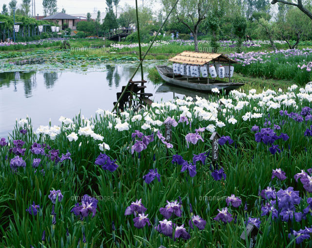 水生植物園 佐原市 千葉県
(c)KENICHI MINORUDA/SEBUN PHOTO