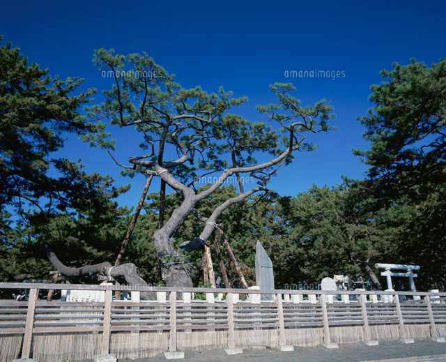 羽衣ノ松
(c)KENICHI MINORUDA/SEBUN PHOTO
