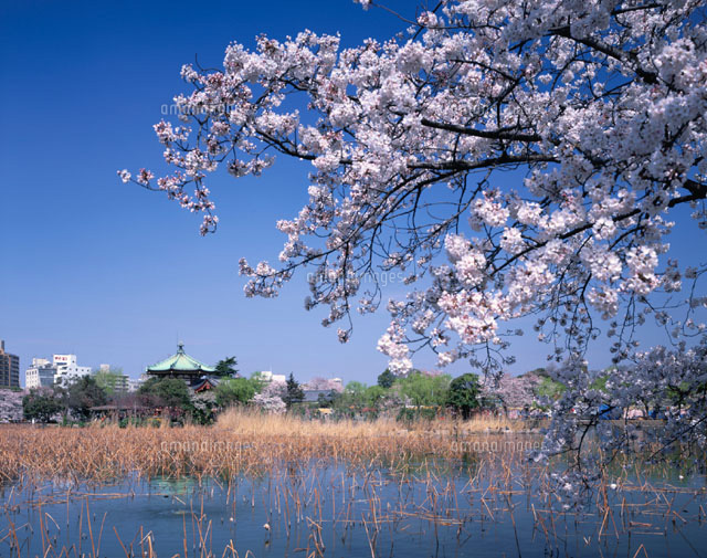 桜と不忍池 東京都
(c)KENICHI MINORUDA/SEBUN PHOTO