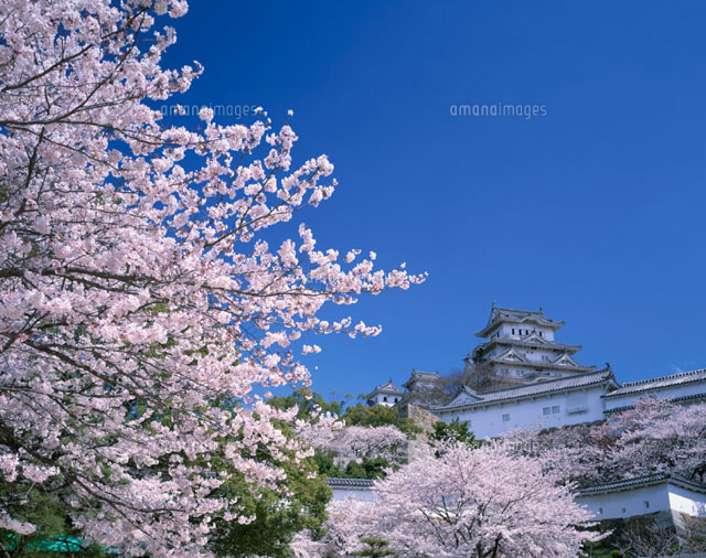 桜咲く姫路城 姫路市 兵庫県
(c)KENICHI MINORUDA/SEBUN PHOTO