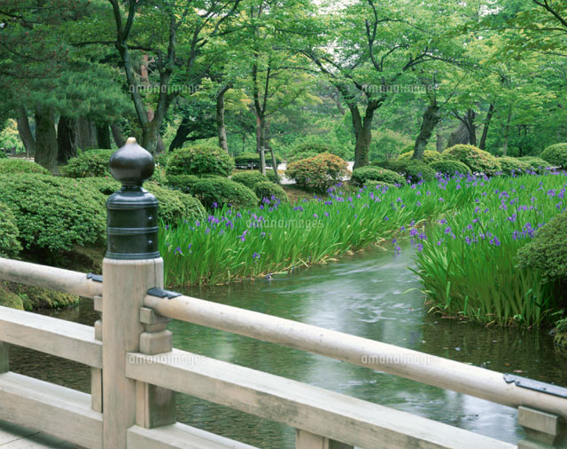 カキツバタと小川 兼六園 金沢市 石川県
(c)KENICHI MINORUDA/SEBUN PHOTO