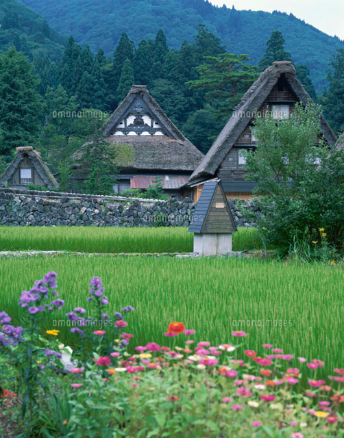 荻町合掌集落の萱葺きの家と水田 白川村 岐阜県
(c)KENICHI MINORUDA/SEBUN PHOTO