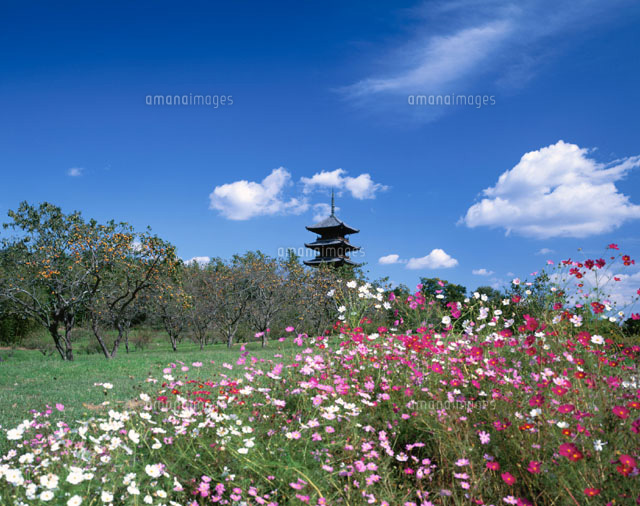 備中国分寺とコスモス 総社市 岡山県
(c)KENICHI MINORUDA/SEBUN PHOTO