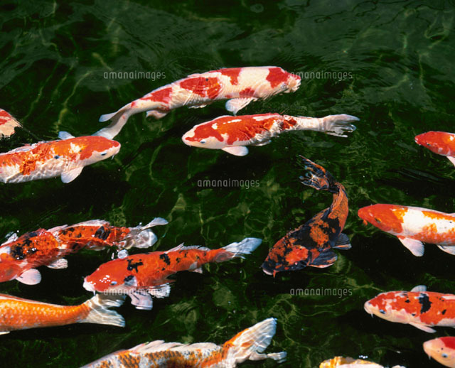 鯉
(c)KENICHI MINORUDA/SEBUN PHOTO