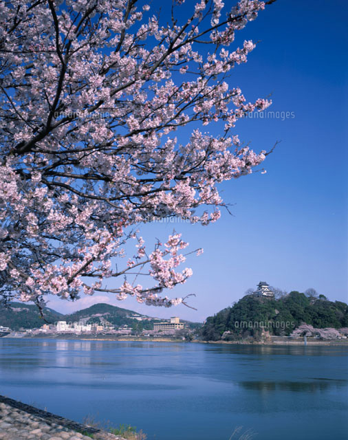 桜の木曽川と犬山城 各務原市 岐阜県
(c)KENICHI MINORUDA/SEBUN PHOTO