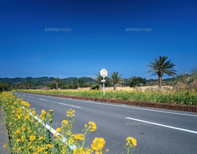 菜の花のフラワーライン 千葉県
(c)KENICHI MINORUDA/SEBUN PHOTO