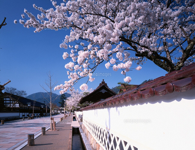 桜の咲く津和野の町並み 島根県
(c)KENICHI MINORUDA/SEBUN PHOTO