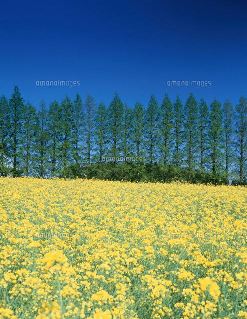 菜の花と新緑 宮崎県
(c)KENICHI MINORUDA/SEBUN PHOTO