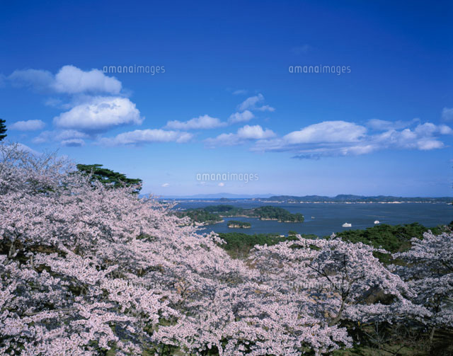 桜と松島
(c)KENICHI MINORUDA/SEBUN PHOTO