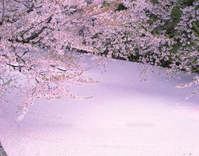 散り桜と弘前城跡
(c)KENICHI MINORUDA/SEBUN PHOTO