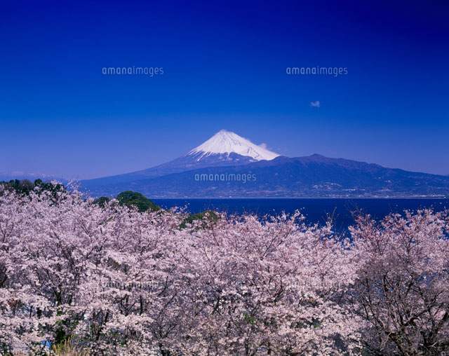 富士山と桜
(c)KENICHI MINORUDA/SEBUN PHOTO