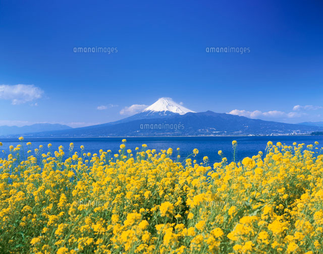 富士山と菜の花
(c)KENICHI MINORUDA/SEBUN PHOTO