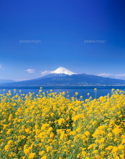 富士山と菜の花
(c)KENICHI MINORUDA/SEBUN PHOTO