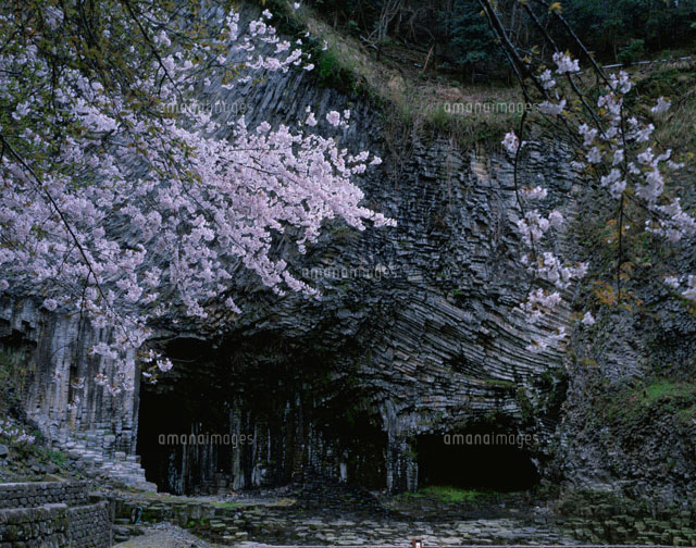 桜の玄武洞
(c)KENICHI MINORUDA/SEBUN PHOTO