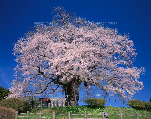 醍醐桜
(c)KENICHI MINORUDA/SEBUN PHOTO