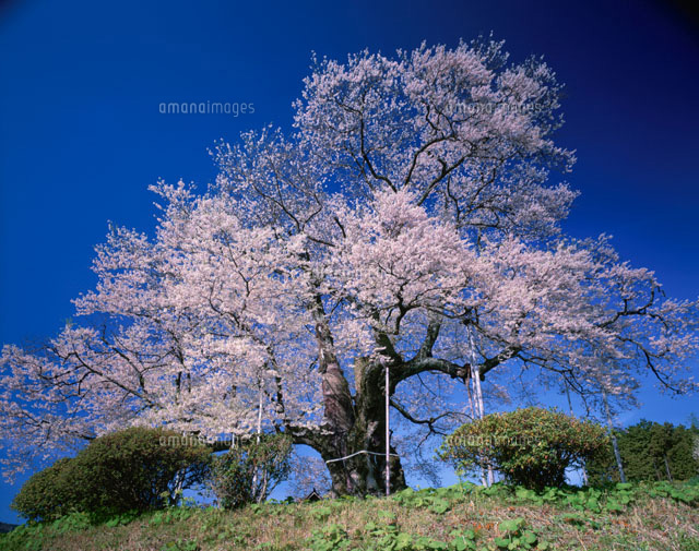 醍醐桜
(c)KENICHI MINORUDA/SEBUN PHOTO