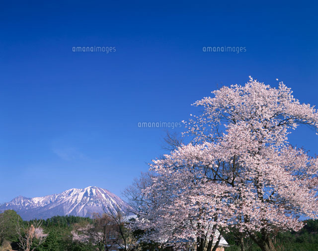 大山と桜
(c)KENICHI MINORUDA/SEBUN PHOTO