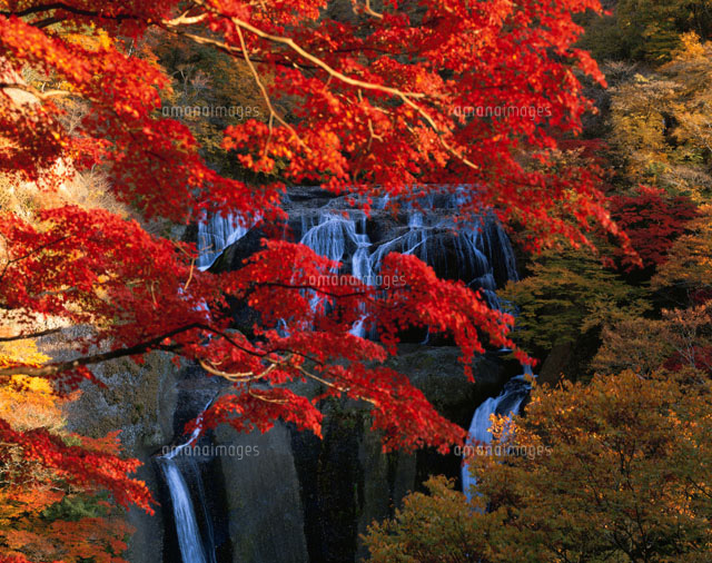 紅葉の袋田の滝 新観瀑台より望む
(c)KENICHI MINORUDA/SEBUN PHOTO