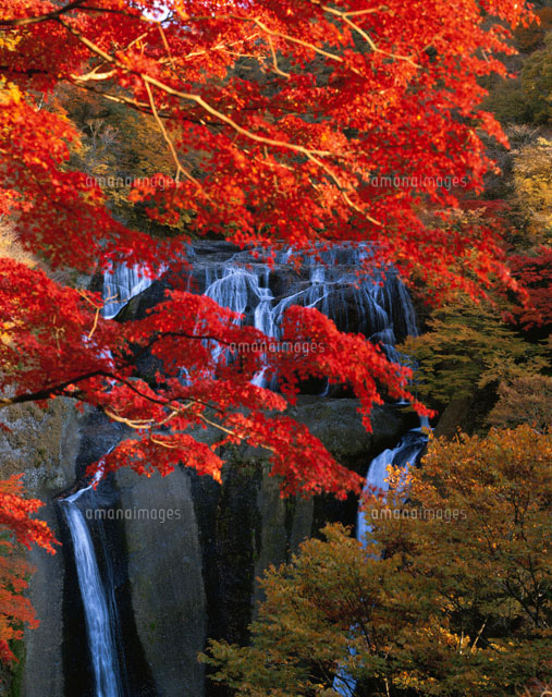 紅葉の袋田の滝 新観瀑台より望む
(c)KENICHI MINORUDA/SEBUN PHOTO