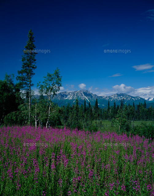 群生のファイアーウィドーとデナリー山の山並み アラスカ州
(c)SEIJI TAJIMA/SEBUN PHOTO