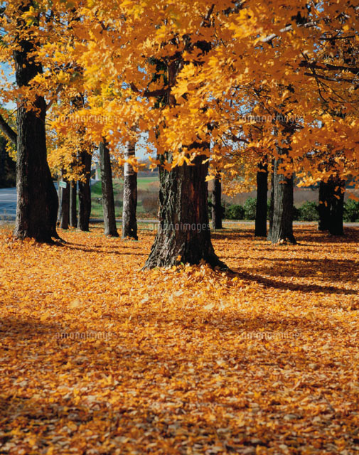 紅葉した樹木と積もった落ち葉 ウィスコンシン州 アメリカ
(c)SEIJI TAJIMA/SEBUN PHOTO