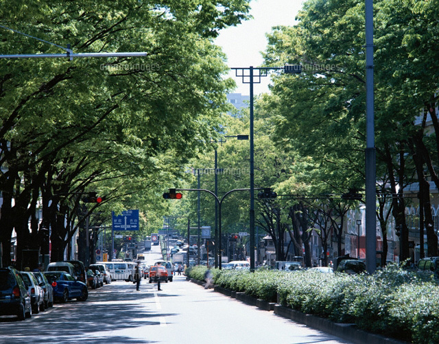 新緑の表参道並木 東京都
(c)SEIJI TAJIMA/SEBUN PHOTO