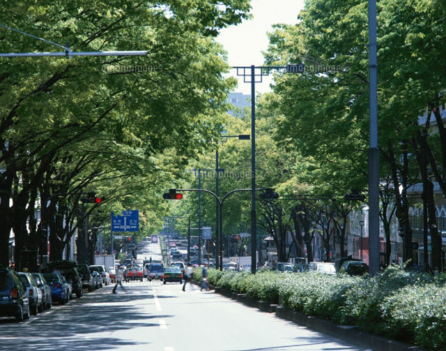新緑の並木 表参道 東京都
(c)SEIJI TAJIMA/SEBUN PHOTO