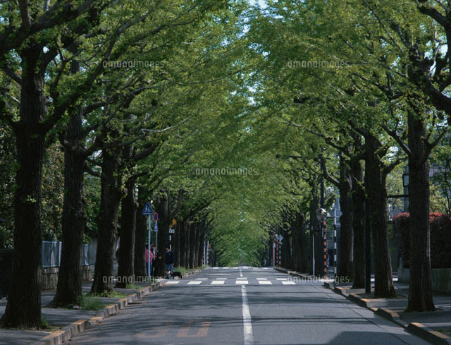 田園調布のいちょう並木 東京都
(c)SEIJI TAJIMA/SEBUN PHOTO