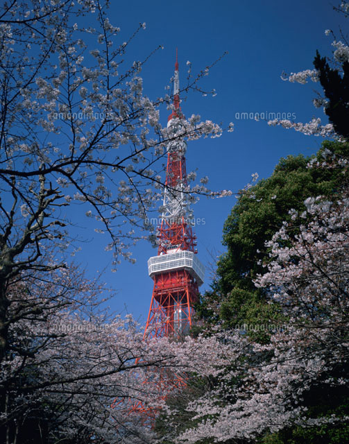 サクラの花と東京タワー 港区 東京都
(c)SEIJI TAJIMA/SEBUN PHOTO