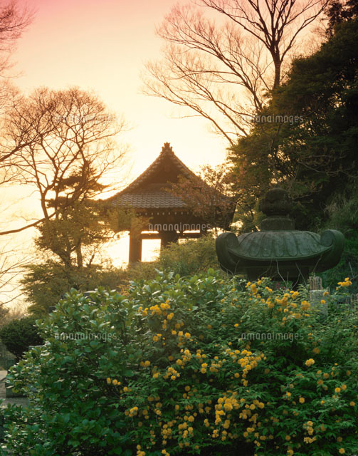 山吹と妙本寺夕景 鎌倉 神奈川県
(c)TOMOMI SAITO/SEBUN PHOTO