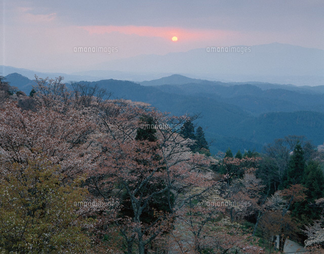 桜の吉野山夕景 奈良県
(c)TOMOMI SAITO/SEBUN PHOTO