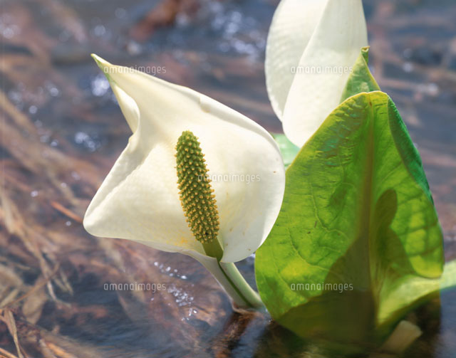 水芭蕉
(c)TOMOMI SAITO/SEBUN PHOTO