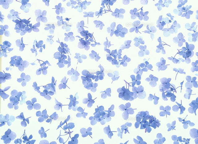 アジサイの花びら
(c)TOMOMI SAITO/orion