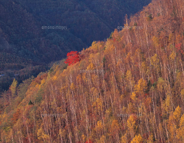 紅葉した森林 乗鞍高原 長野県
(c)TOMOMI SAITO/SEBUN PHOTO