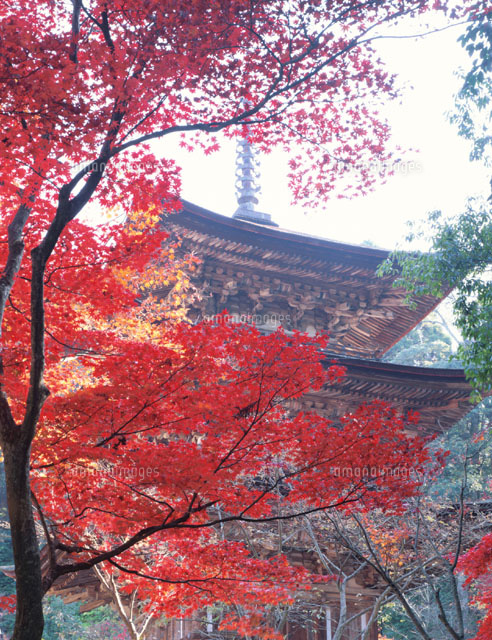 紅葉の三重塔 西明寺 滋賀県
(c)TOMOMI SAITO/SEBUN PHOTO